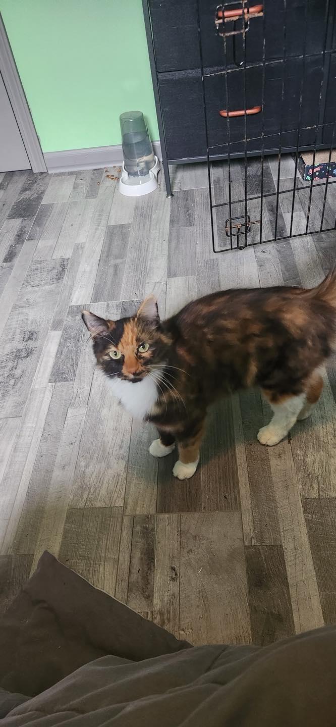 Thaleia, adopted, Young Female Domestic Medium Hair.