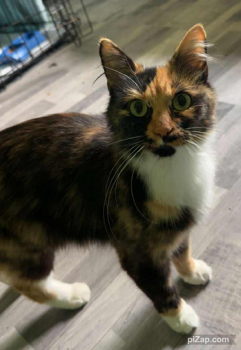 Thaleia, an adopted Domestic Medium Hair in Crown Point, IN image 5/6