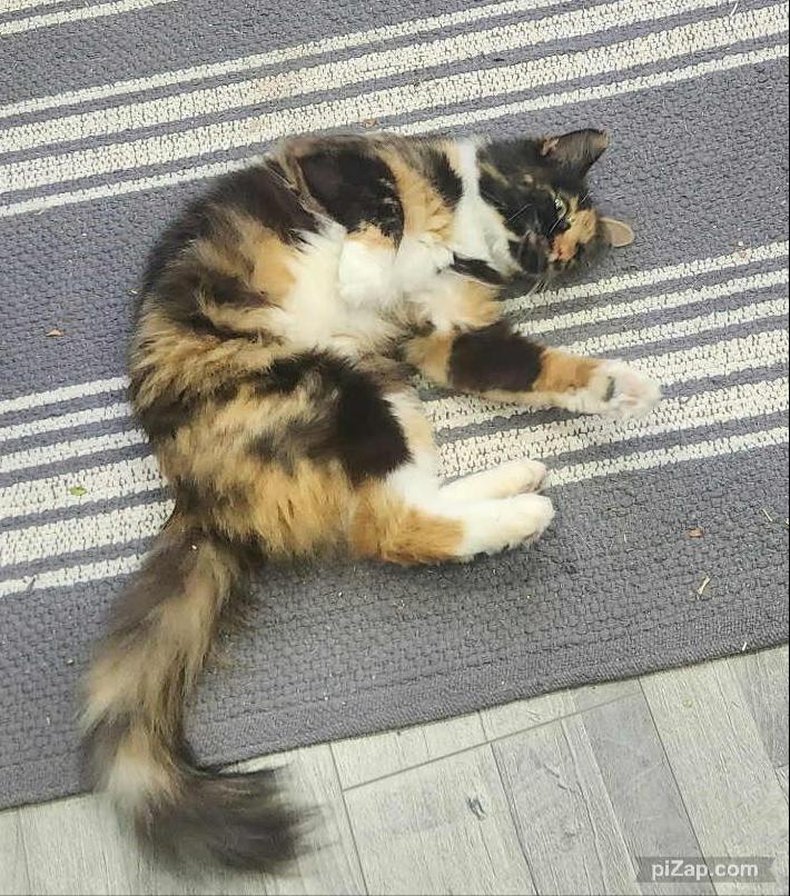 Thaleia, an adopted Domestic Medium Hair in Crown Point, IN image 2/6