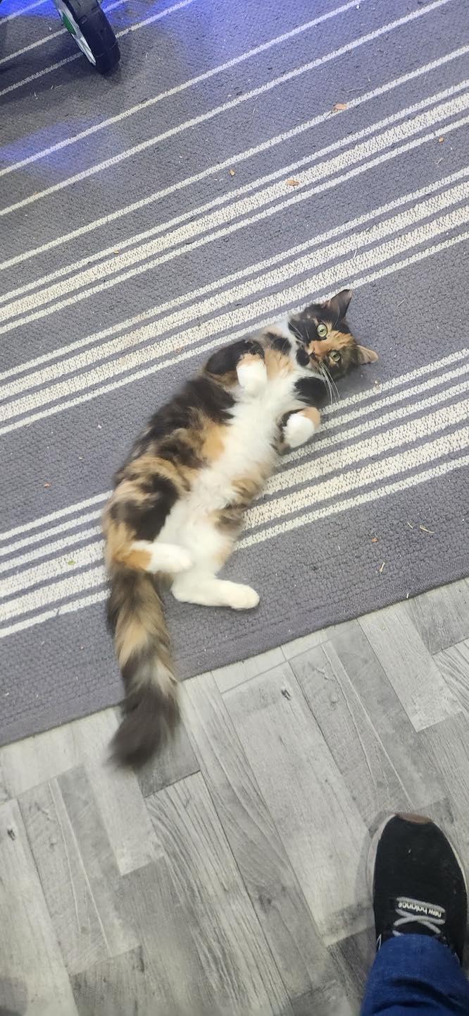 Thaleia, an adopted Domestic Medium Hair in Crown Point, IN image 4/6