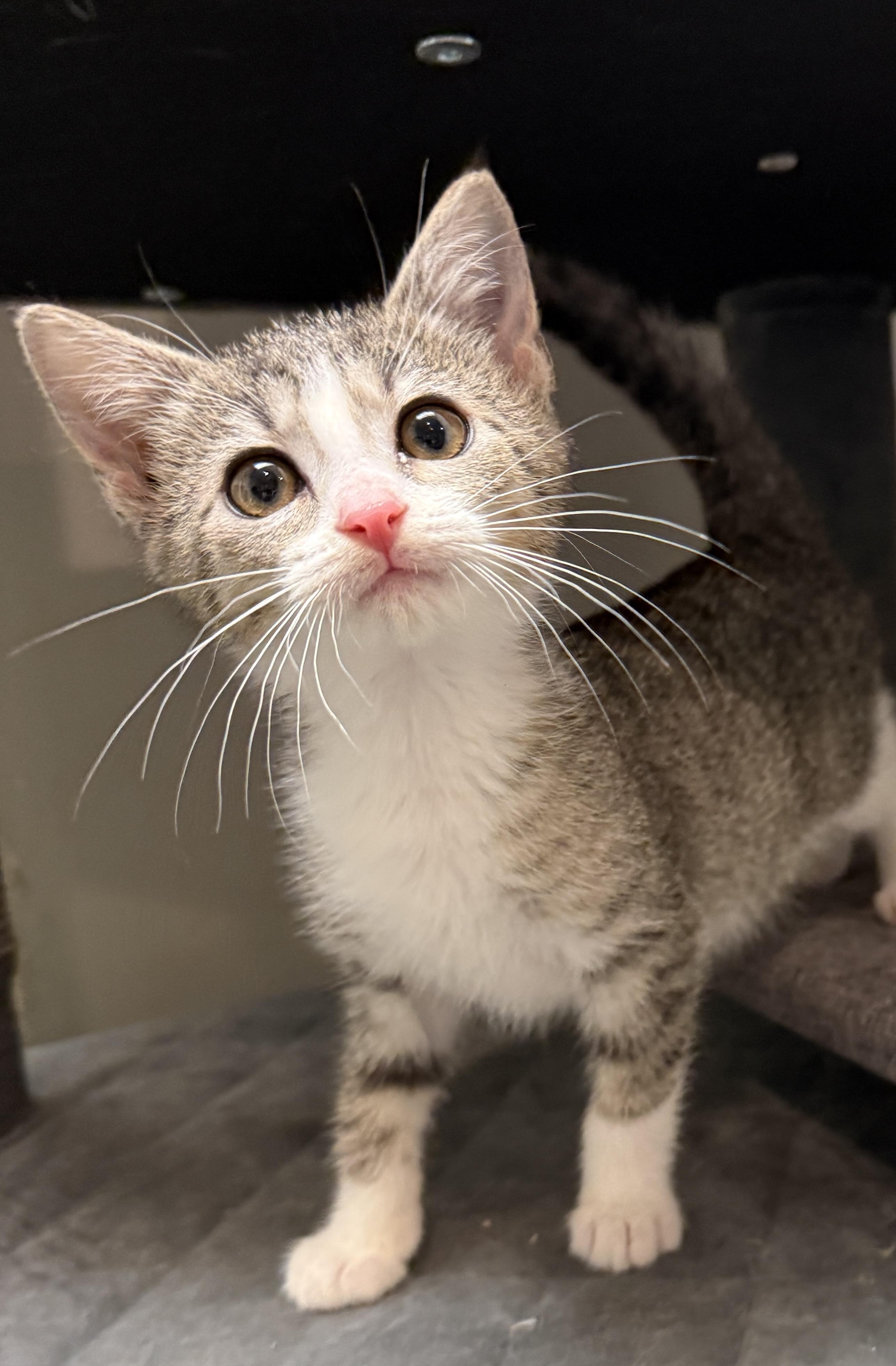 Enlarge Kima, a Adoptable Domestic Short Hair in South Elgin, IL image 1/1