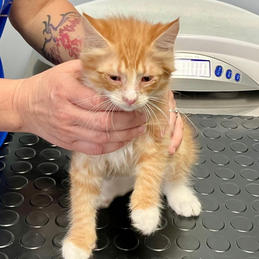 Enlarge Bobby, a ADOPTABLE Domestic Medium Hair in Gastonia, NC image 1/1