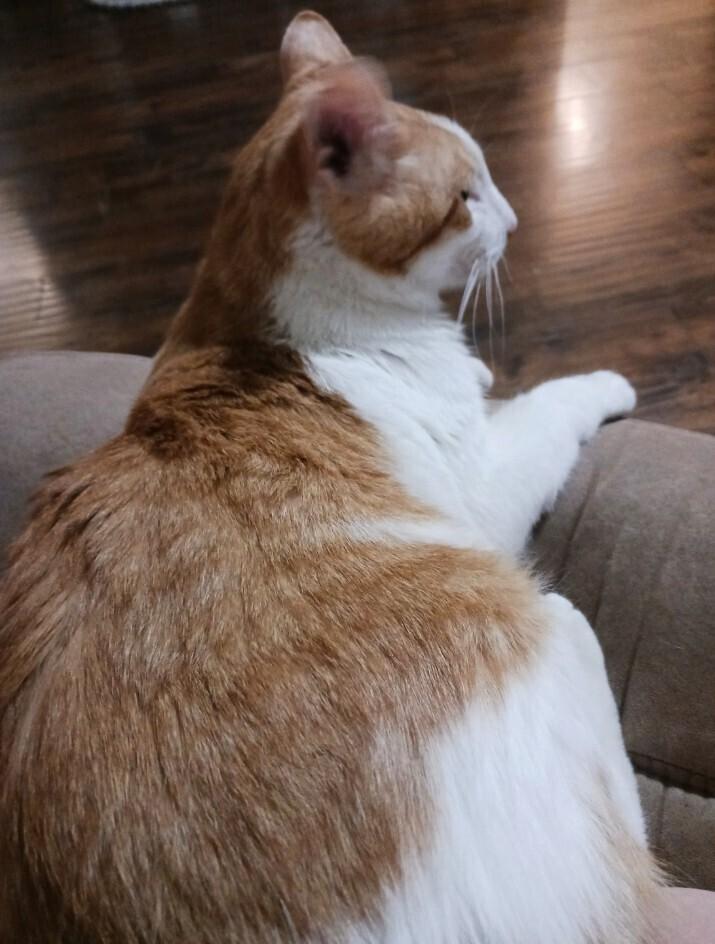 Marty (male), Adoptable, Adult Male Domestic Short Hair.