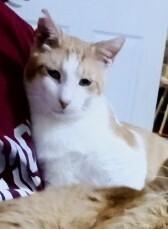 Enlarge Marty (male), a Adoptable Domestic Short Hair in Little Rock, AR image 2/4