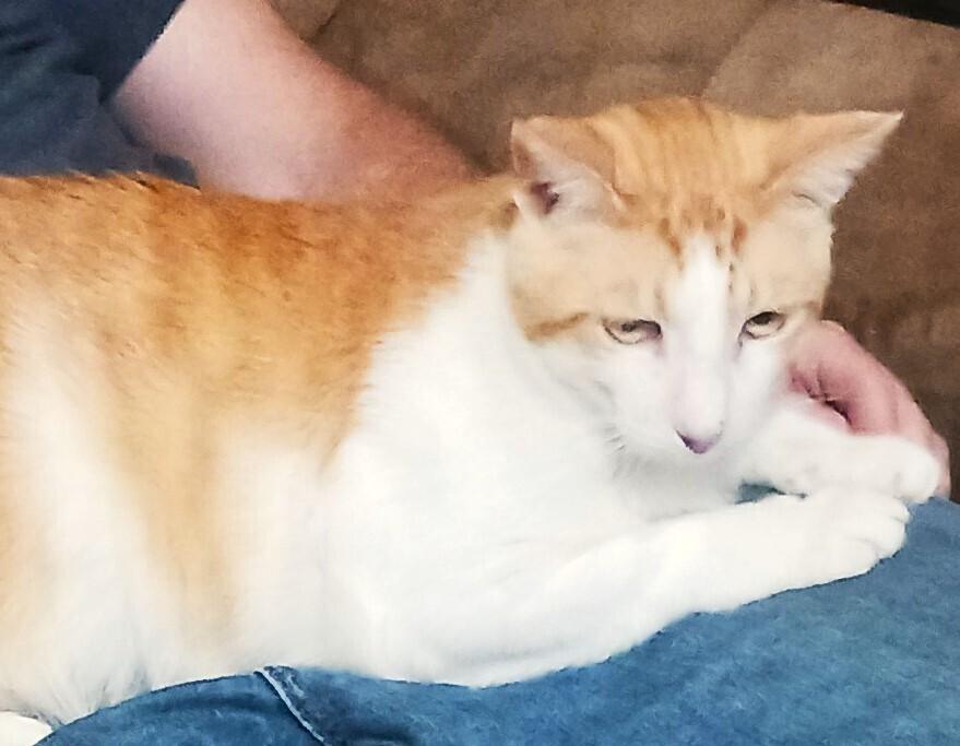 Enlarge Marty (male), a Adoptable Domestic Short Hair in Little Rock, AR image 3/4