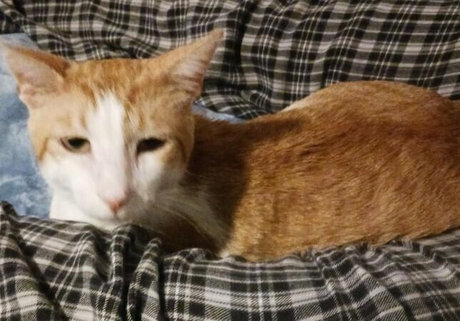 Enlarge Marty (male), a Adoptable Domestic Short Hair in Little Rock, AR image 4/4