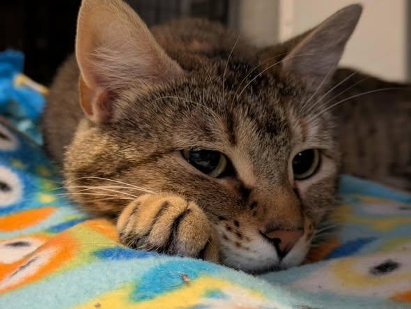 Enlarge Momo, a Adoptable Domestic Short Hair in Horsham, PA image 2/2