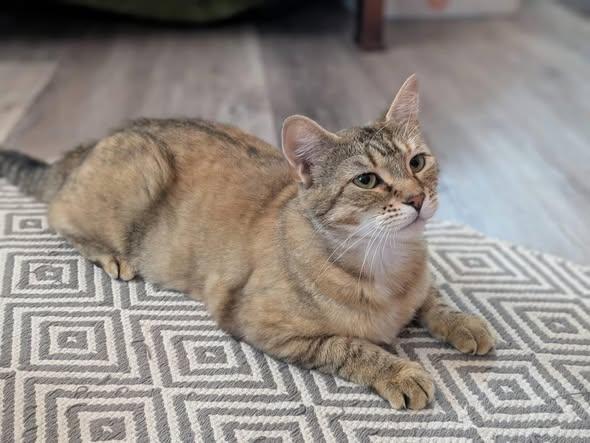 Enlarge Momo, a Adoptable Domestic Short Hair in Horsham, PA image 1/2