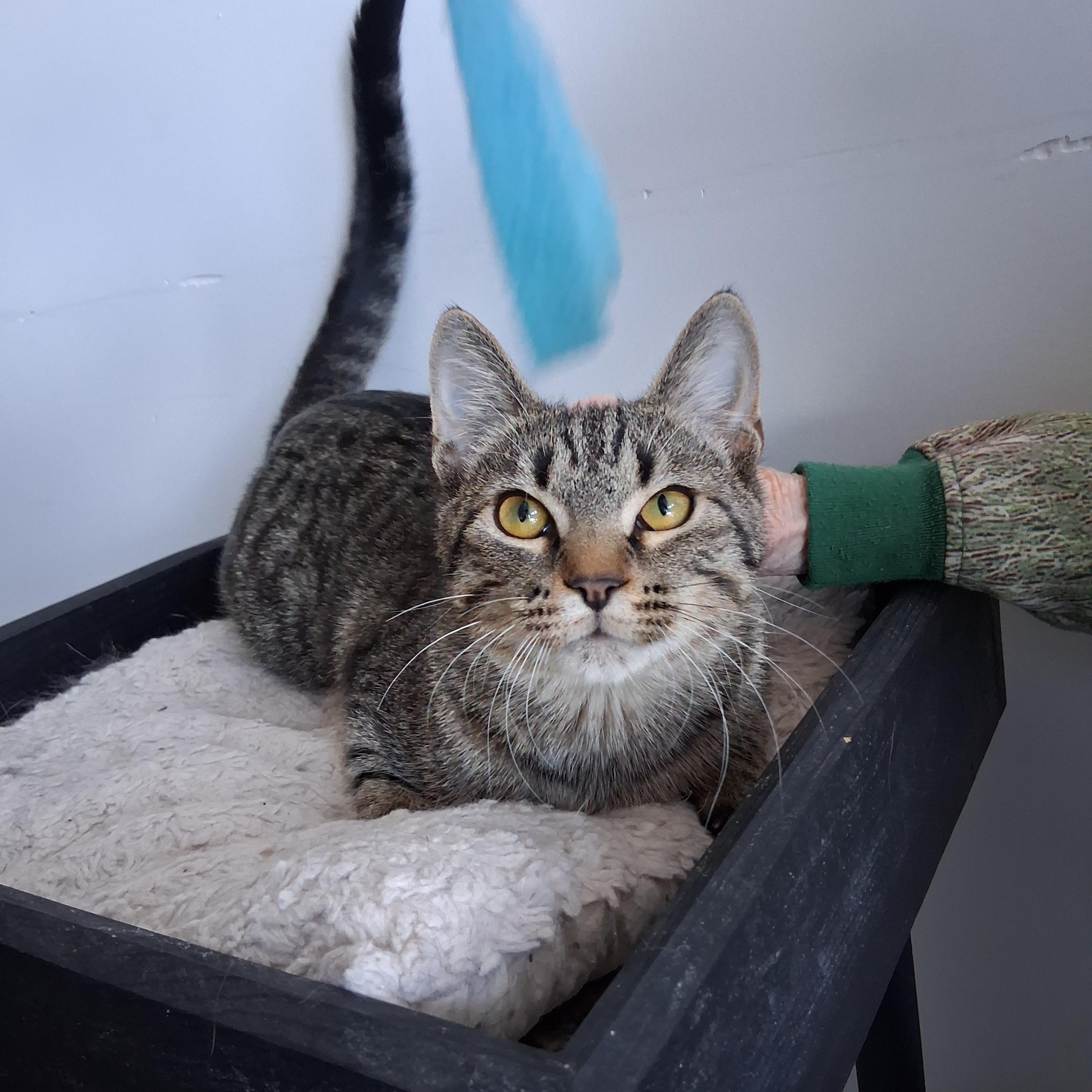 Frank, Adoptable, Kitten Male Domestic Short Hair.