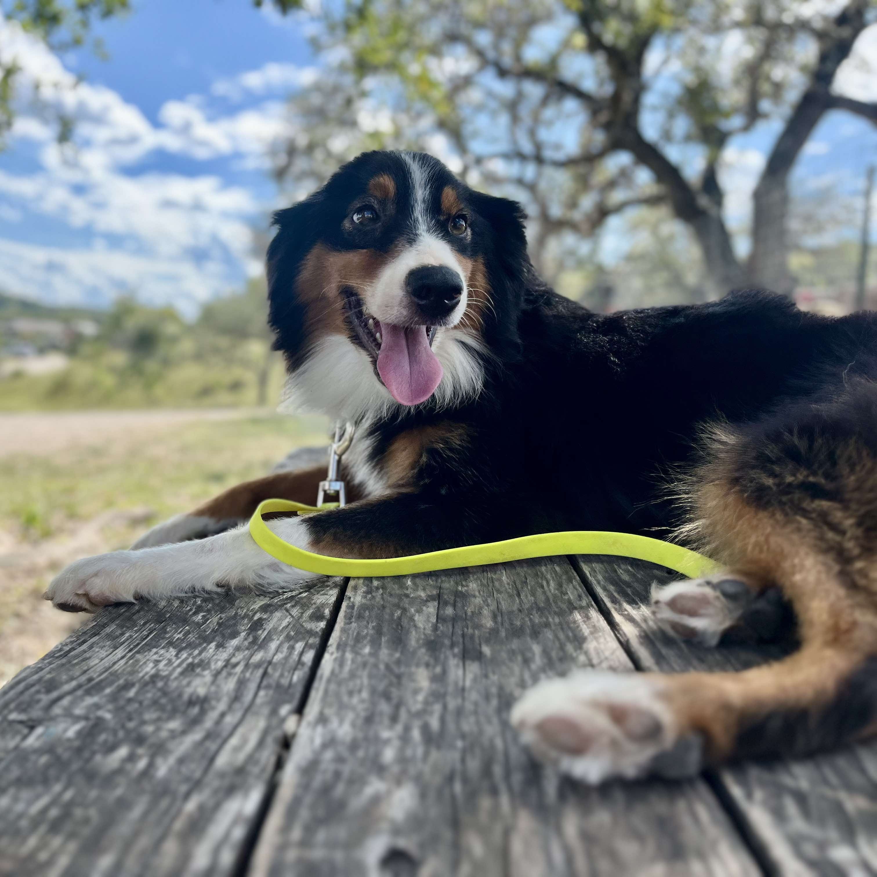 Dog for adoption Tatum, an Australian Shepherd in Buffalo, NY Petfinder