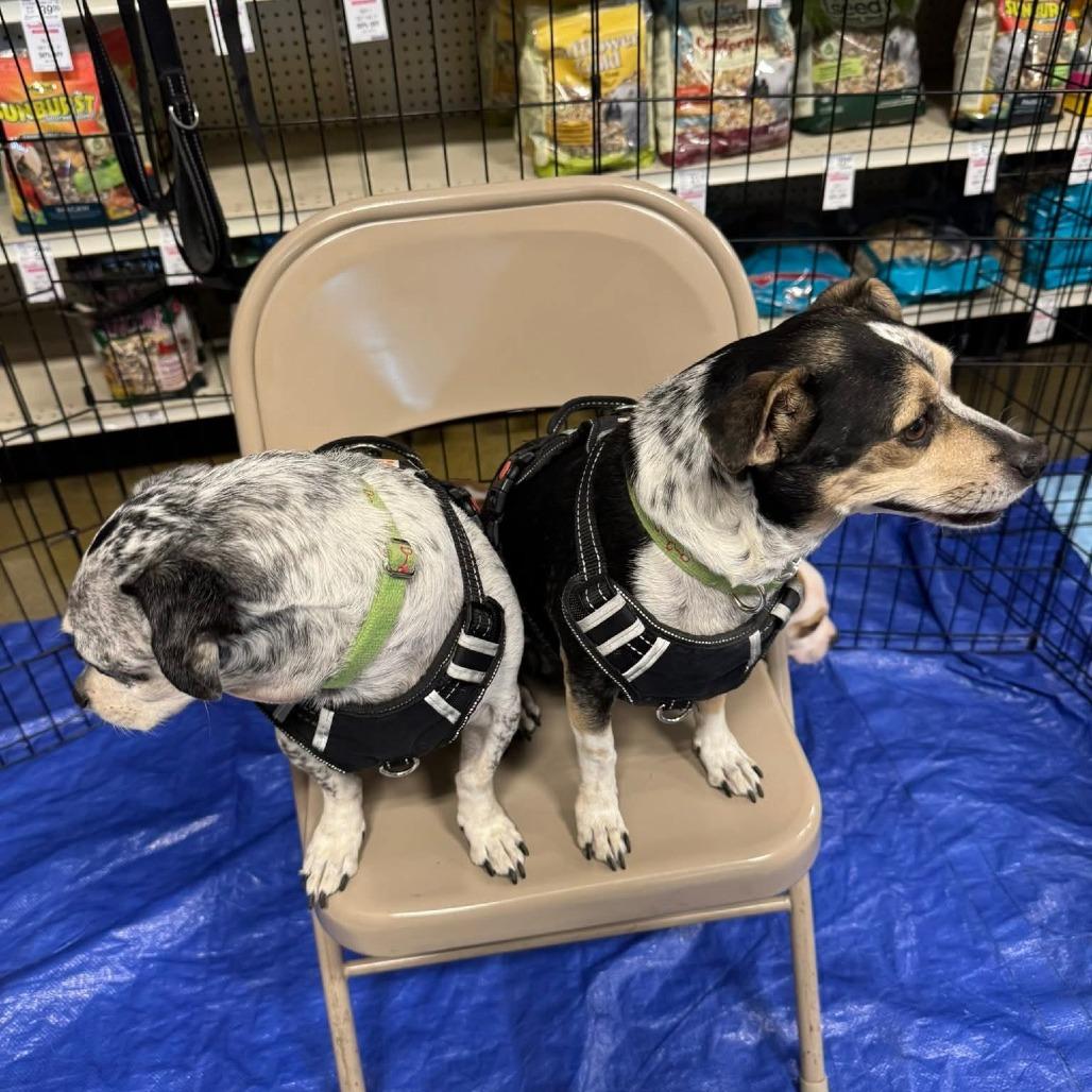 Enlarge Charlie Jacobs OS NV, a Adoptable mixed breed in Las Vegas, NV image 1/6