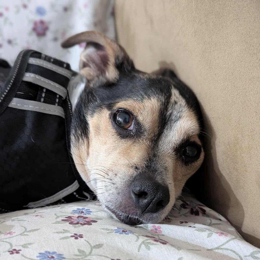 Enlarge Charlie Jacobs OS NV, a Adoptable mixed breed in Las Vegas, NV image 2/6