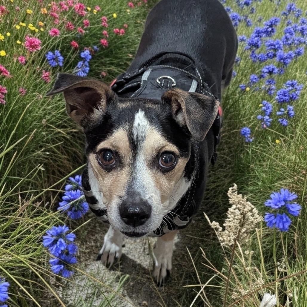 Enlarge Charlie Jacobs OS NV, a Adoptable mixed breed in Las Vegas, NV image 3/6