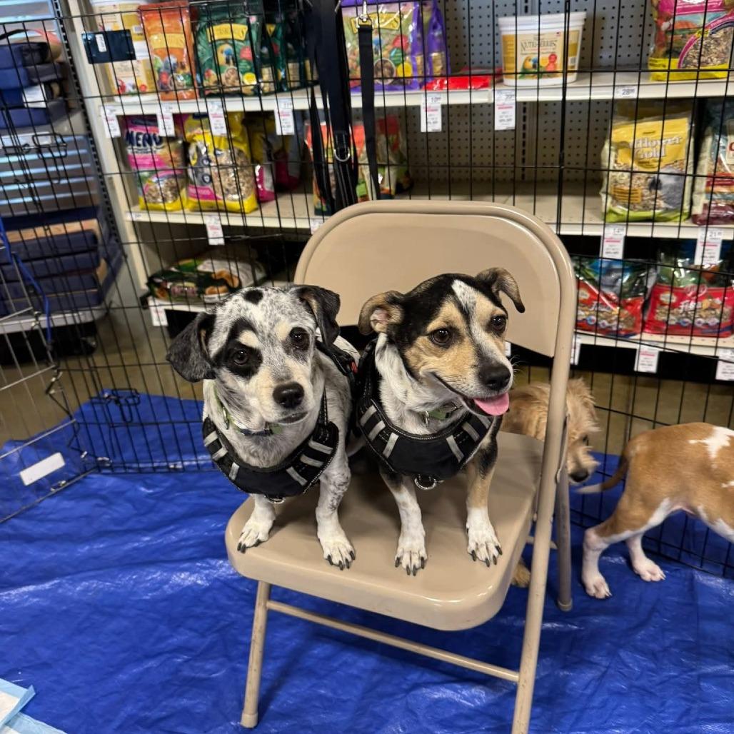 Enlarge Charlie Jacobs OS NV, a Adoptable mixed breed in Las Vegas, NV image 3/6