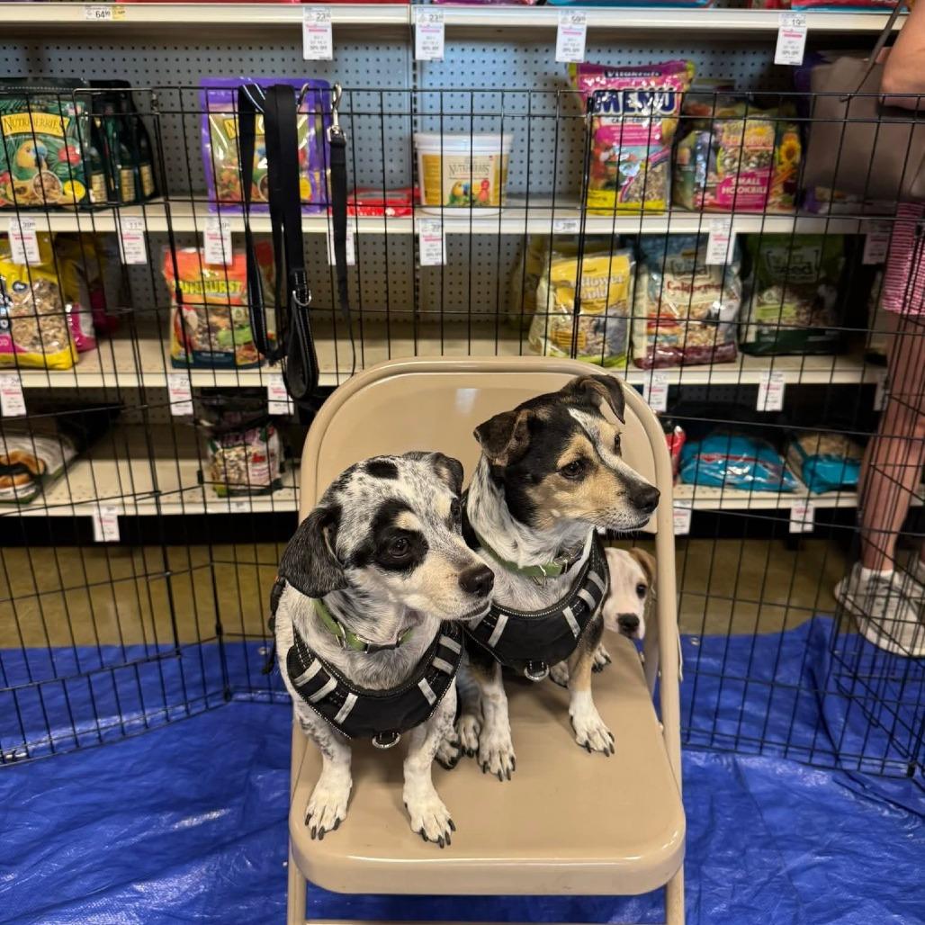 Enlarge Charlie Jacobs OS NV, a Adoptable mixed breed in Las Vegas, NV image 4/6