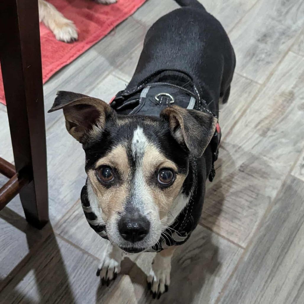 Enlarge Charlie Jacobs OS NV, a Adoptable mixed breed in Las Vegas, NV image 6/6