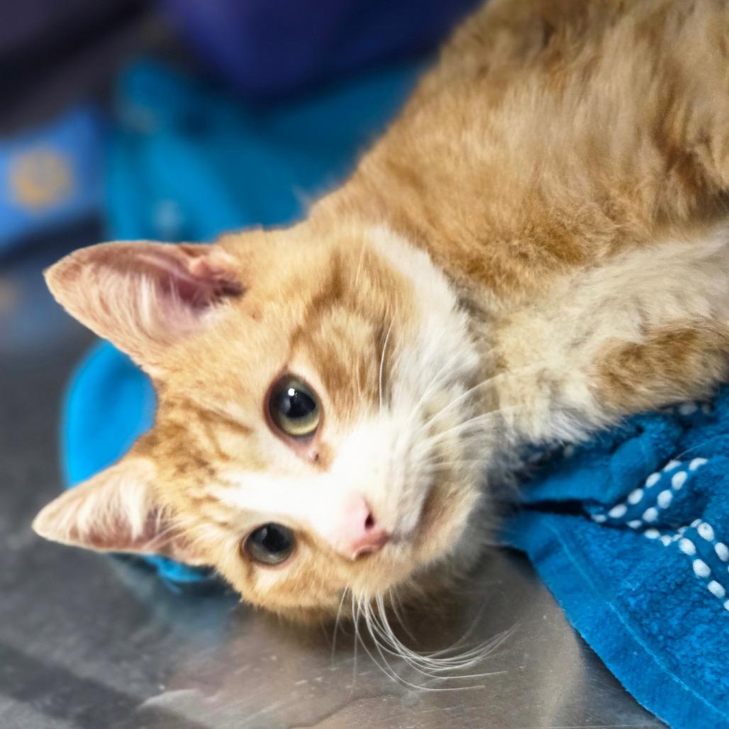 Lou, Adoptable, Young Male Domestic Short Hair.