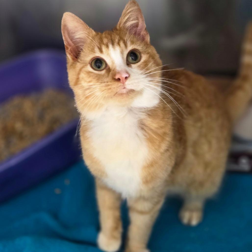 Enlarge Lou, a Adoptable Domestic Short Hair in Oneonta, NY image 2/4