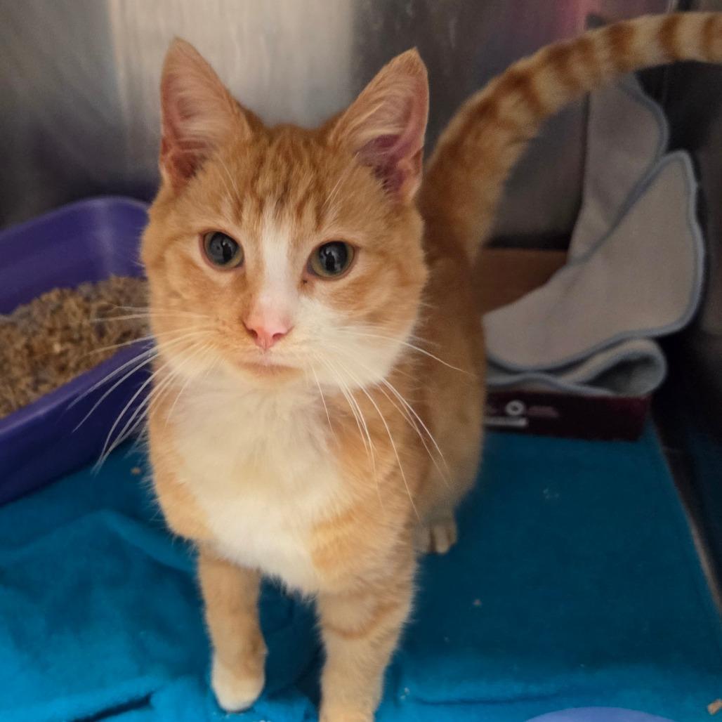 Enlarge Lou, a Adoptable Domestic Short Hair in Oneonta, NY image 3/4