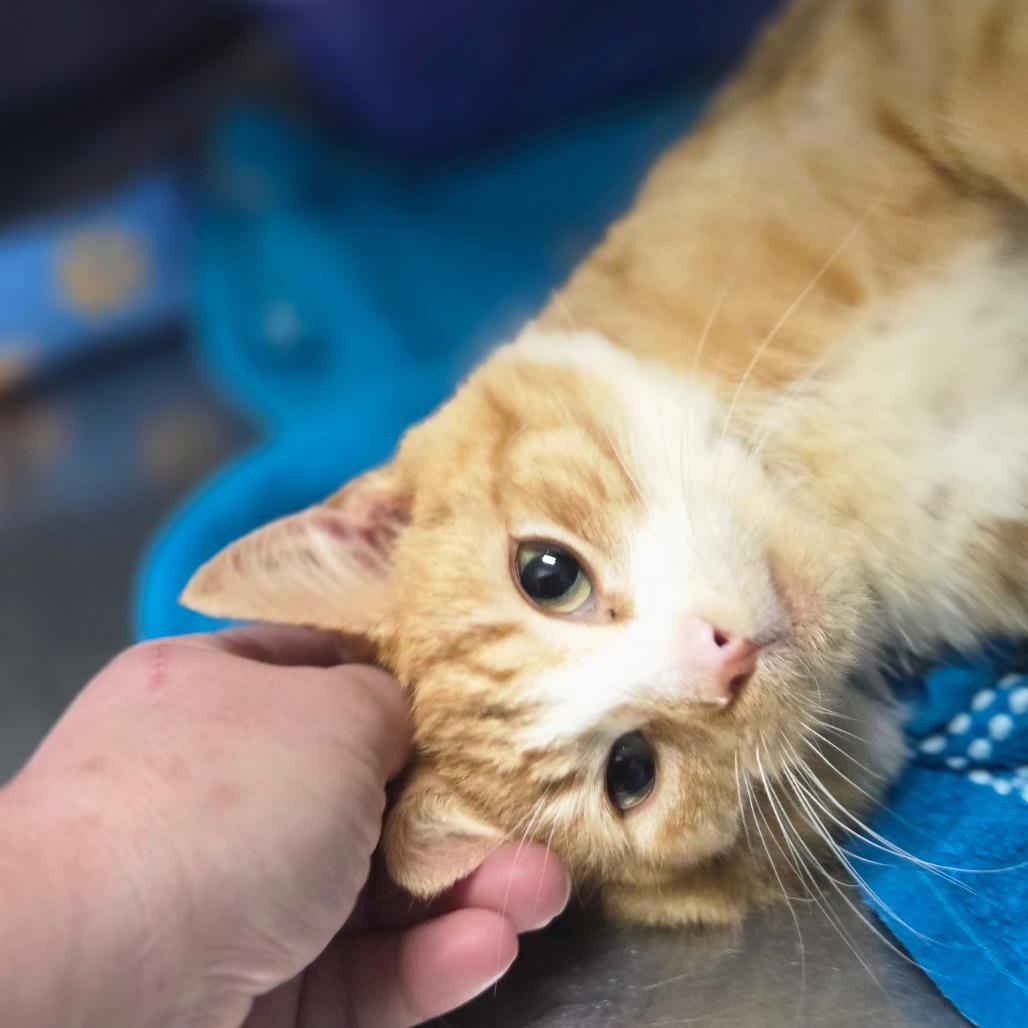 Enlarge Lou, a Adoptable Domestic Short Hair in Oneonta, NY image 4/4