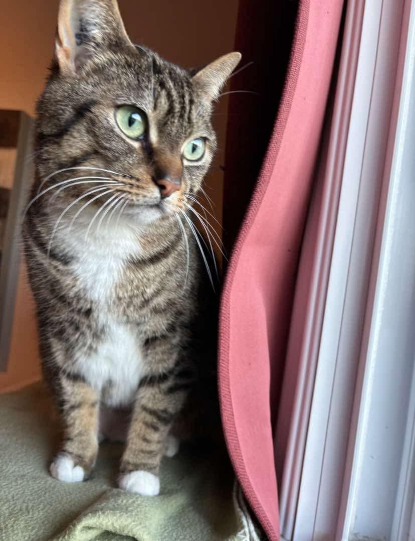 Taiga, Adopted, Adult Male Domestic Short Hair.