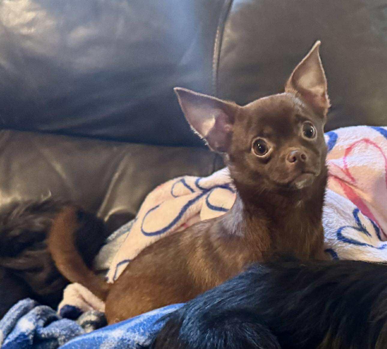 Enlarge Choco, a Adopted mixed breed in Winston Salem, NC image 1/2