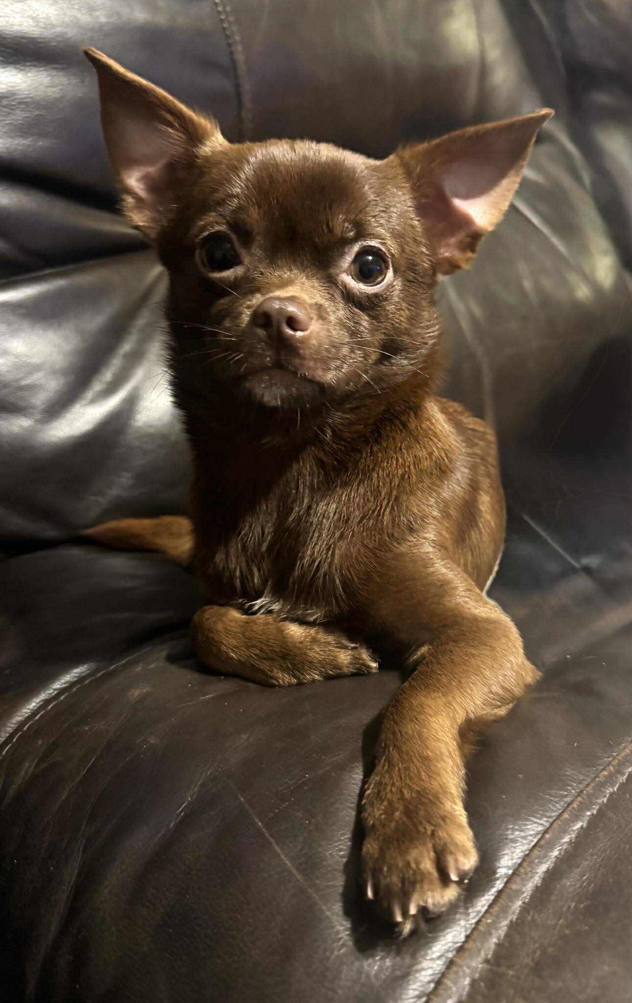 Enlarge Choco, a Adopted mixed breed in Winston Salem, NC image 2/2