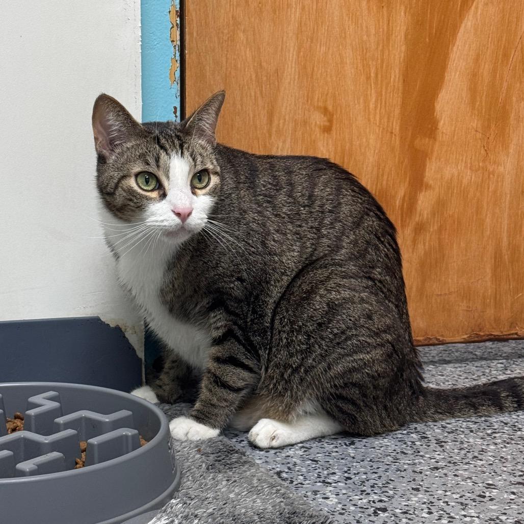 Enlarge The Rock 29823, a Adoptable Domestic Short Hair in Middleburg, FL image 1/3