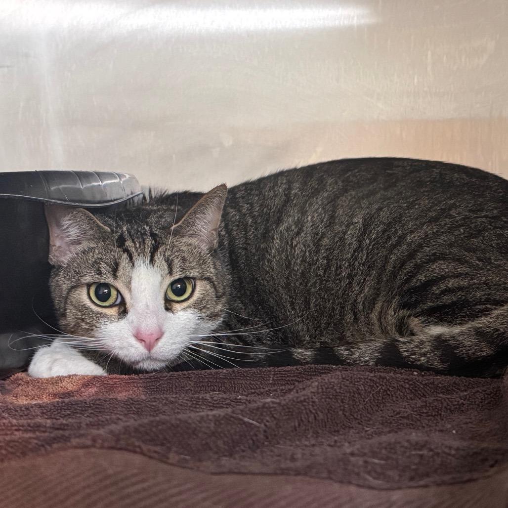 Enlarge The Rock 29823, a Adoptable Domestic Short Hair in Middleburg, FL image 2/3