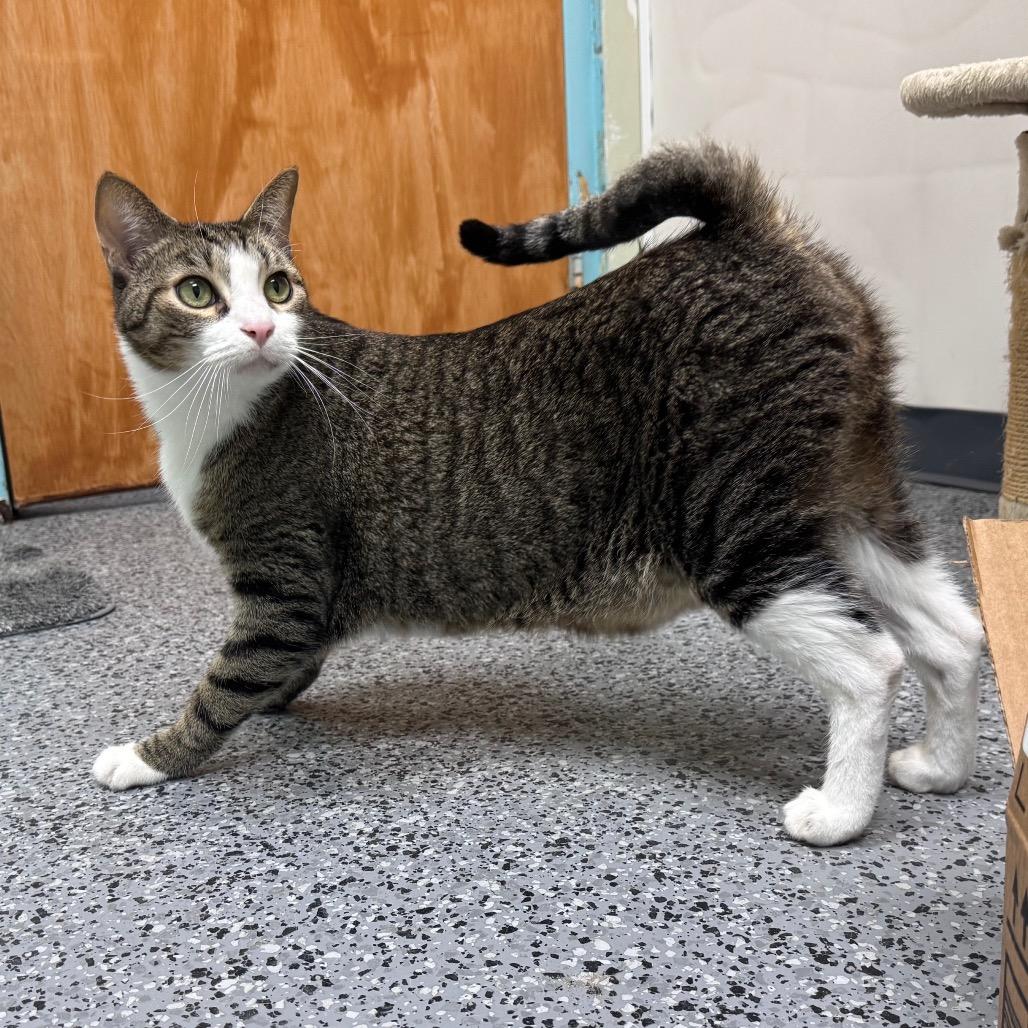 Enlarge The Rock 29823, a Adoptable Domestic Short Hair in Middleburg, FL image 3/3