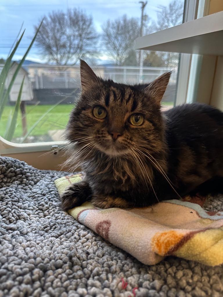 Enlarge Willow - Sponsored by Baby Mia, a Adoptable Maine Coon in Newberg, OR image 1/6