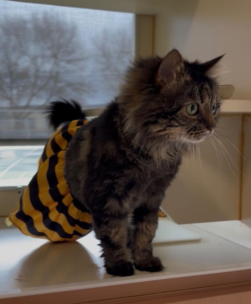 Enlarge Willow - Sponsored by Baby Mia, a Adoptable Maine Coon in Newberg, OR image 2/6