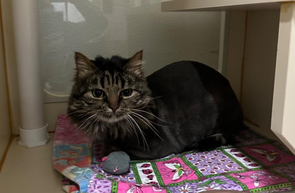 Willow, a Adoptable Maine Coon in Newberg, OR image 2/2