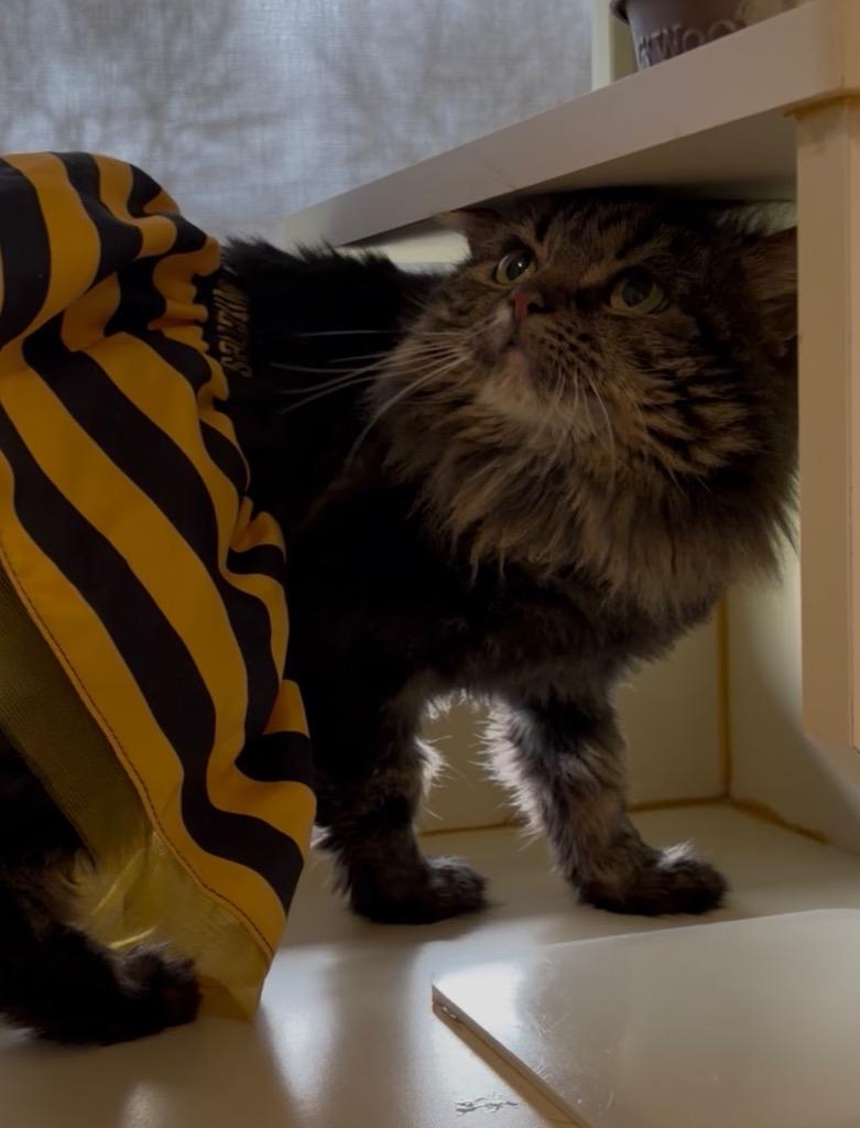 Enlarge Willow - Sponsored by Baby Mia, a Adoptable Maine Coon in Newberg, OR image 5/6