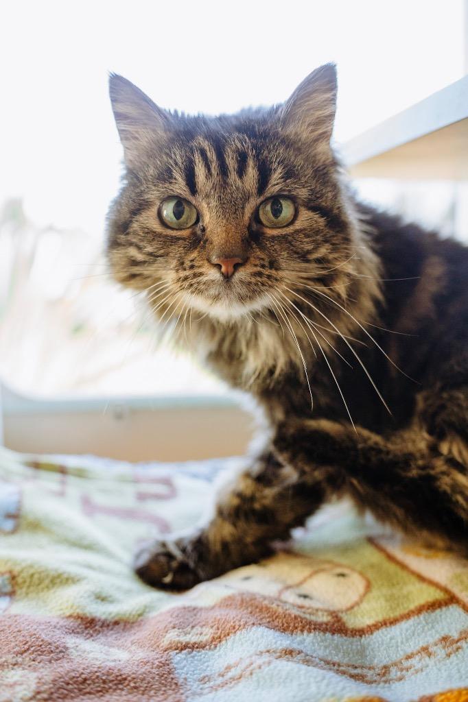 Enlarge Willow - Sponsored by Baby Mia, a Adoptable Maine Coon in Newberg, OR image 6/6