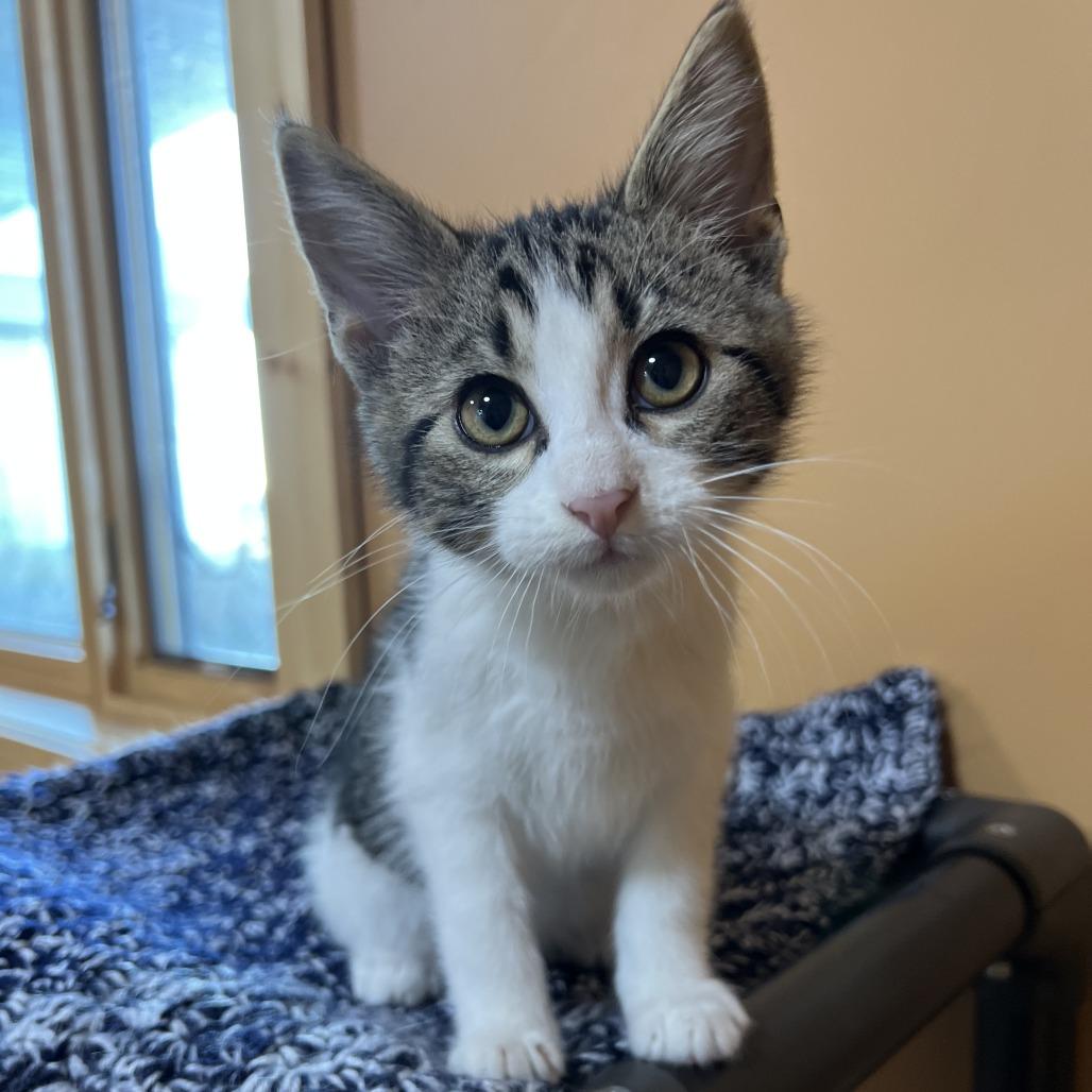 Enlarge Cheetah, a Adoptable Domestic Medium Hair in Wadena, MN image 1/3