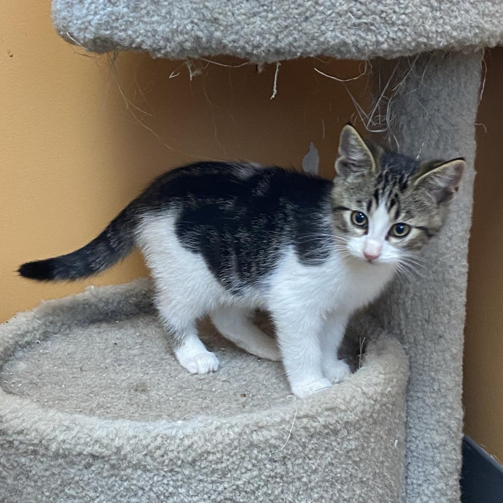 Enlarge Cheetah, a Adoptable Domestic Medium Hair in Wadena, MN image 2/3