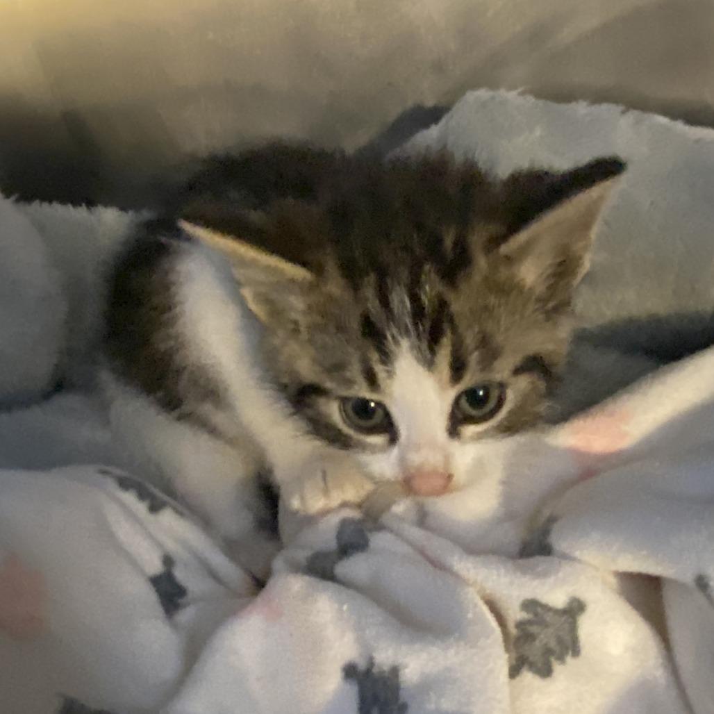 Enlarge Cheetah, a Adoptable Domestic Medium Hair in Wadena, MN image 3/3