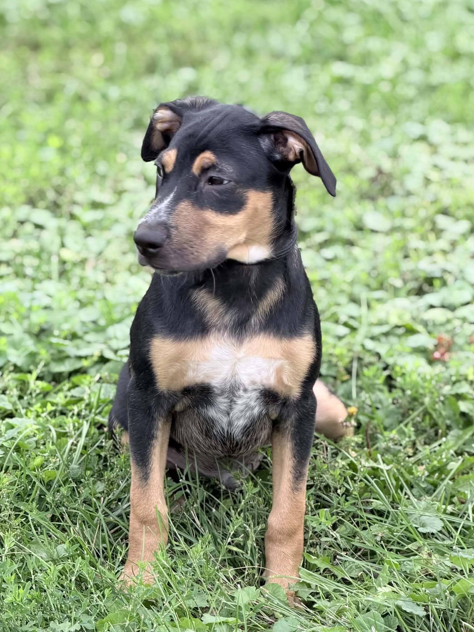 Enlarge Levi, a Adoptable mixed breed in Wapakoneta, OH image 2/4