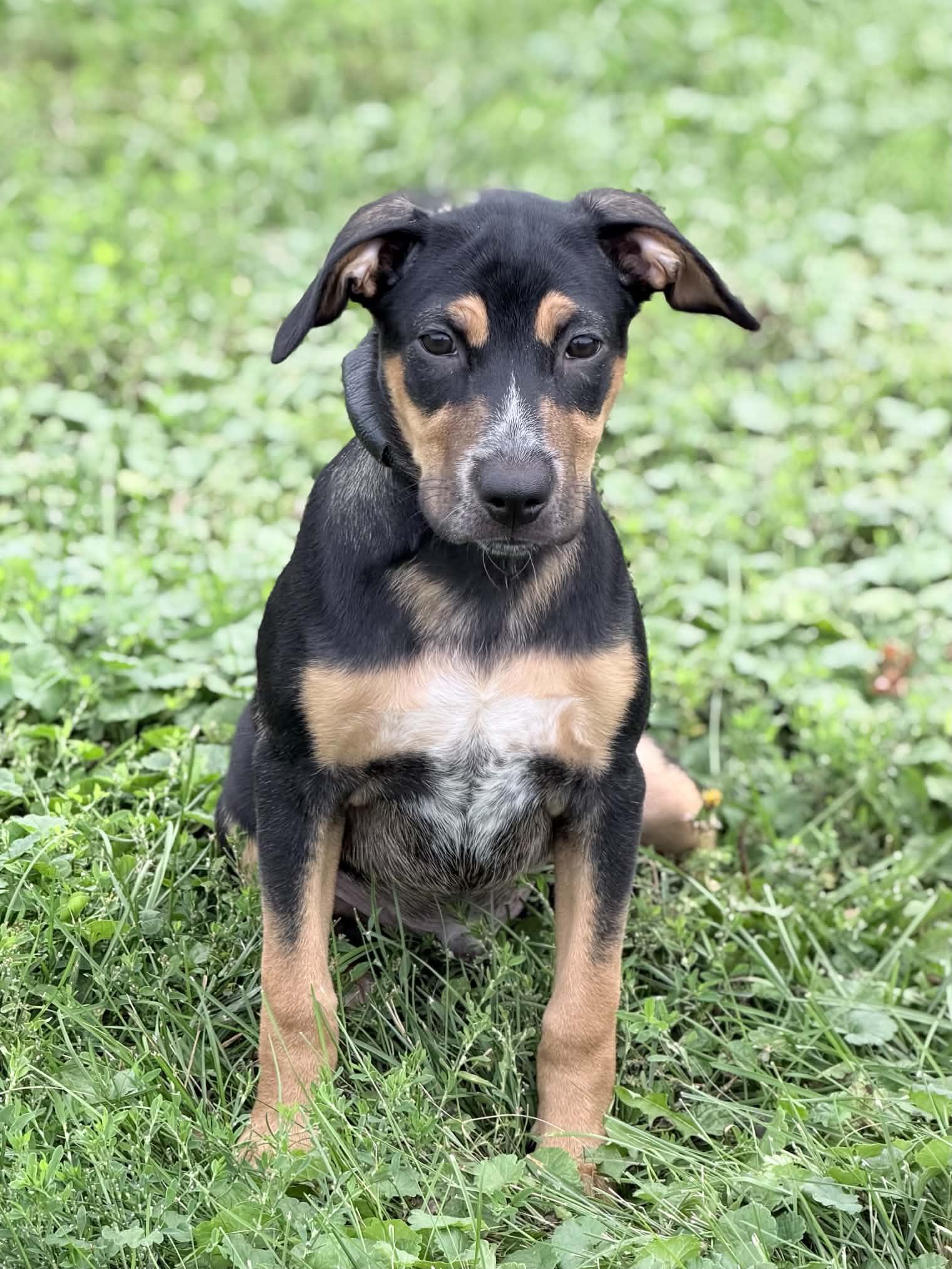 Enlarge Levi, a Adoptable mixed breed in Wapakoneta, OH image 1/4