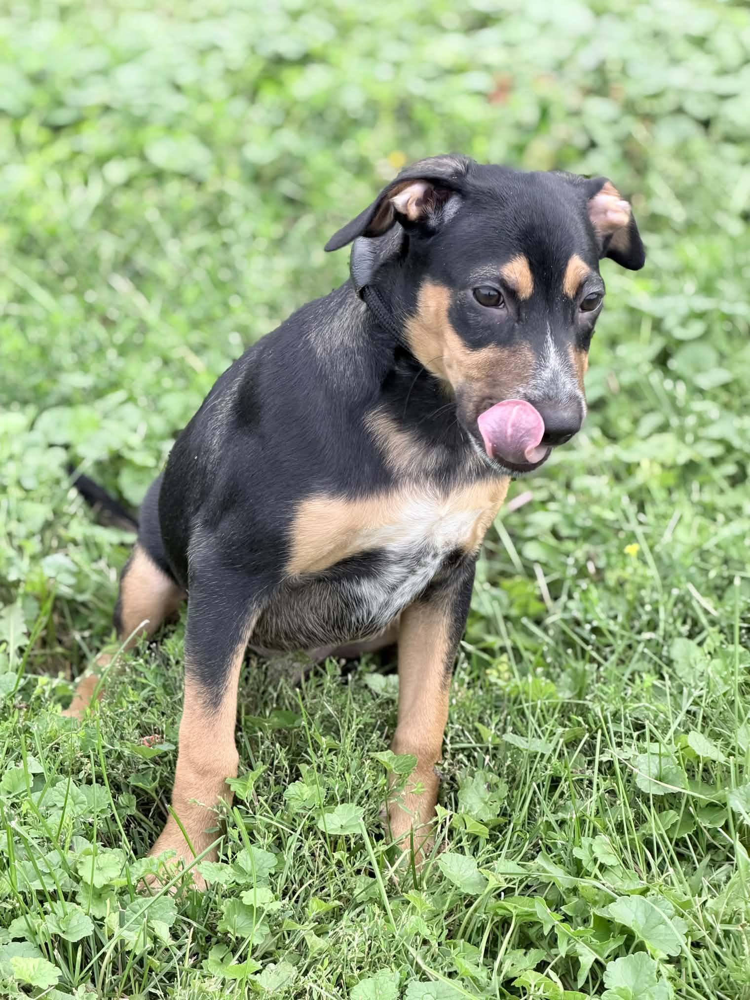 Enlarge Levi, a Adoptable mixed breed in Wapakoneta, OH image 3/4