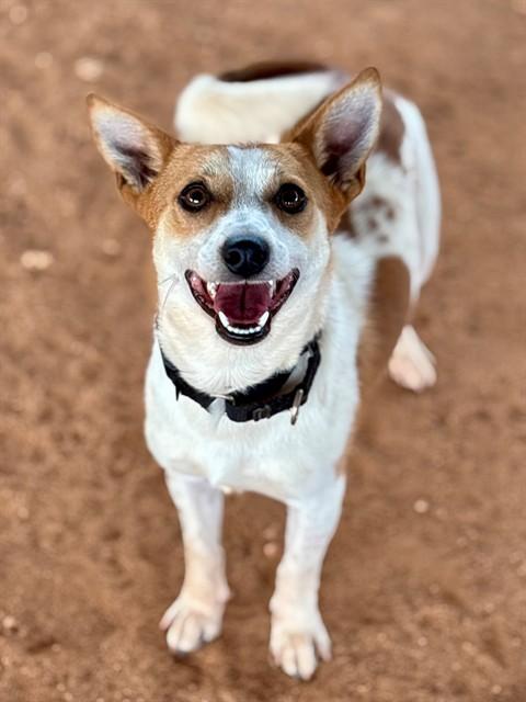 SORBERT, Adoptable, Young Male Parson Russell Terrier & Mixed Breed.