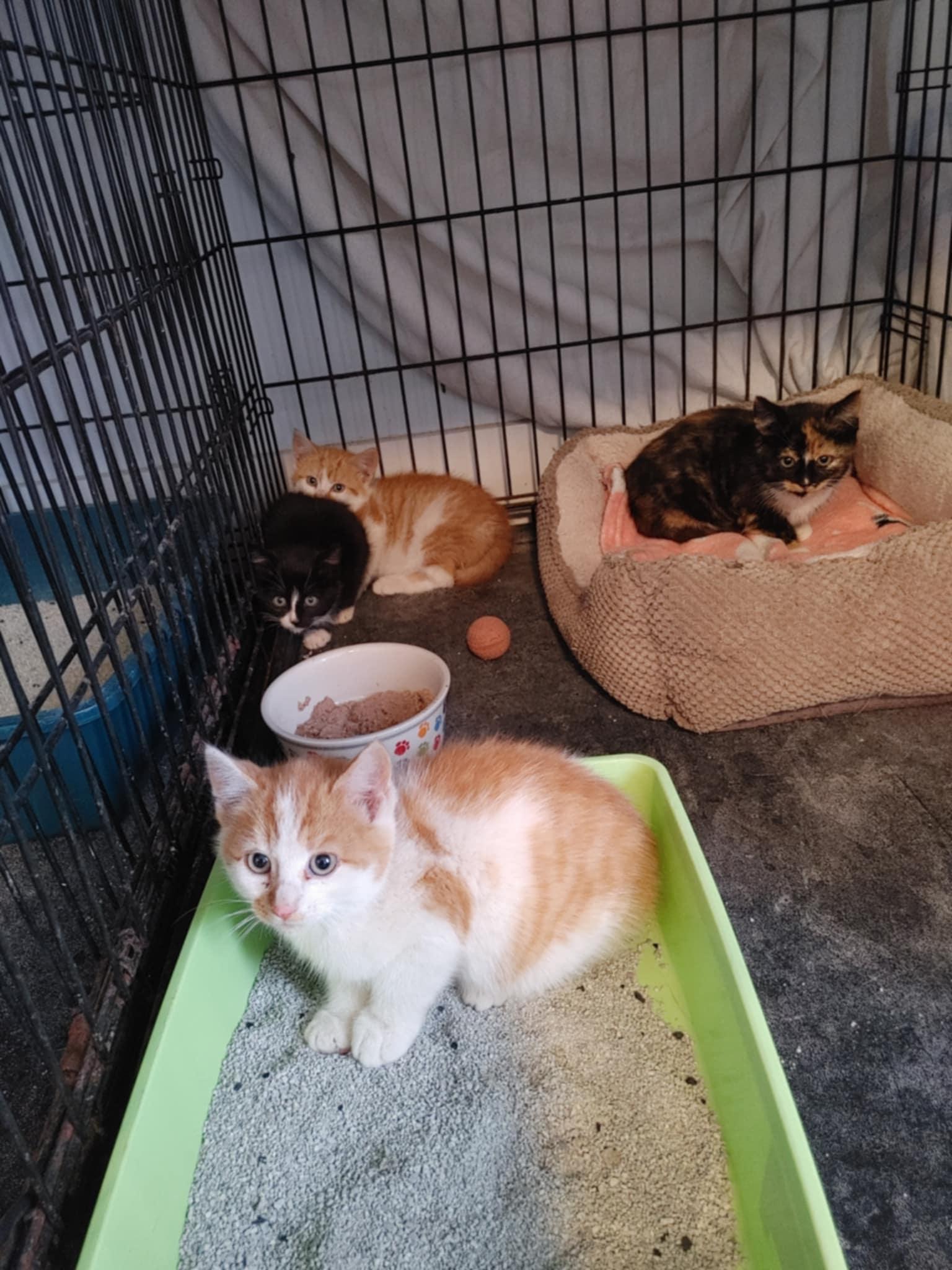 Enlarge Audrey Hepburn, a Adopted Domestic Short Hair in Dartmouth, NS image 6/6