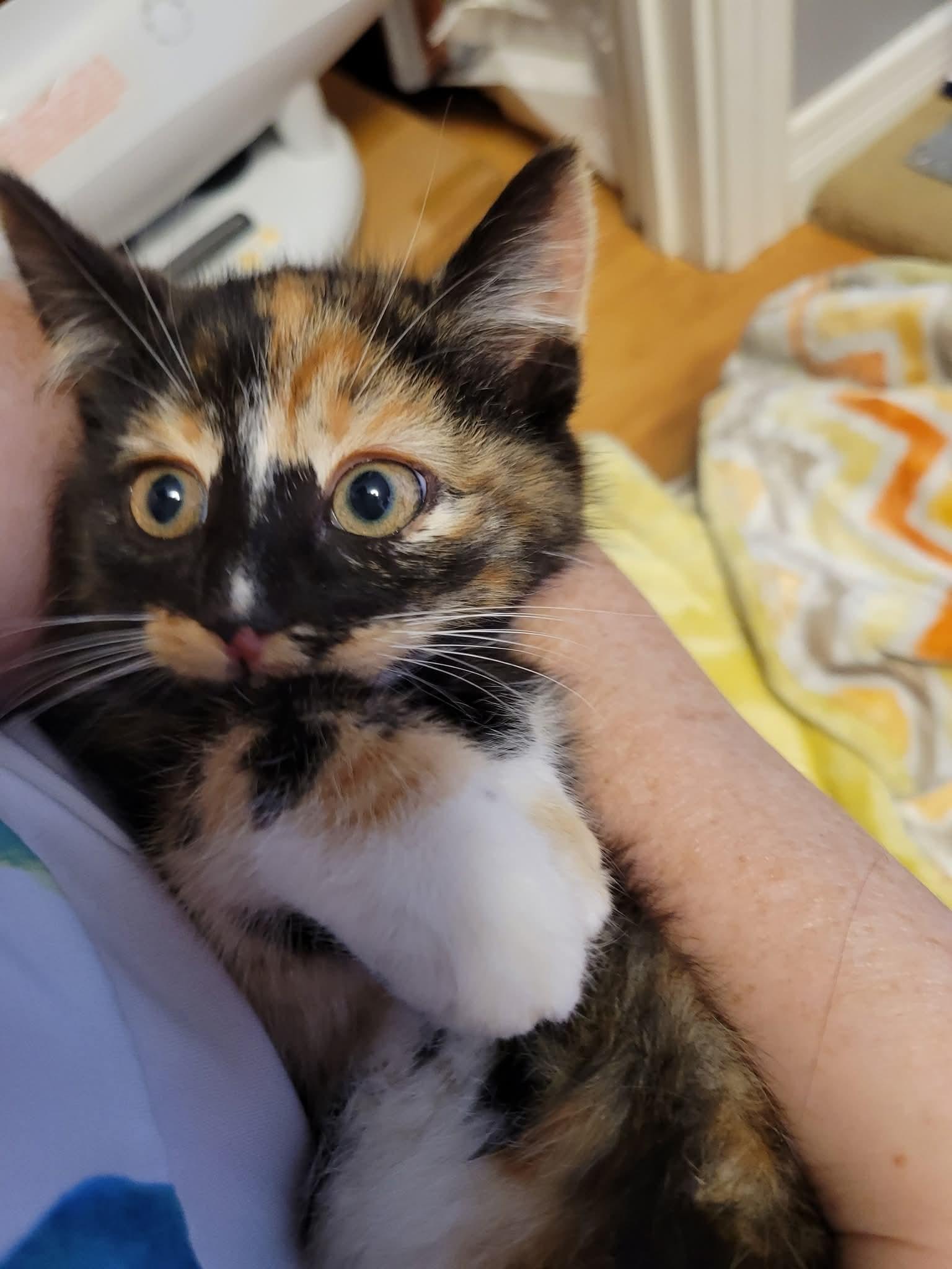 Enlarge Audrey Hepburn, a Adopted Domestic Short Hair in Dartmouth, NS image 3/6