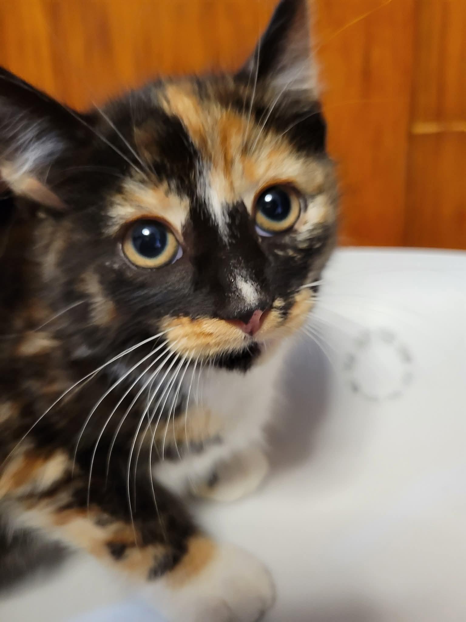 Audrey Hepburn, Adopted, Kitten Female Domestic Short Hair.