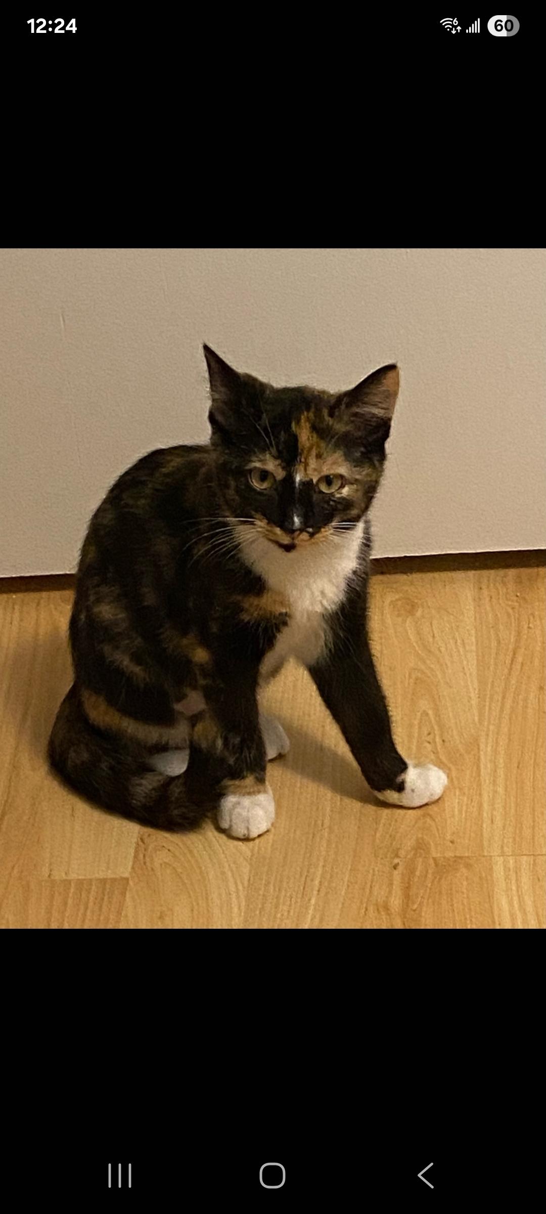 Enlarge Audrey Hepburn, a Adopted Domestic Short Hair in Dartmouth, NS image 2/6