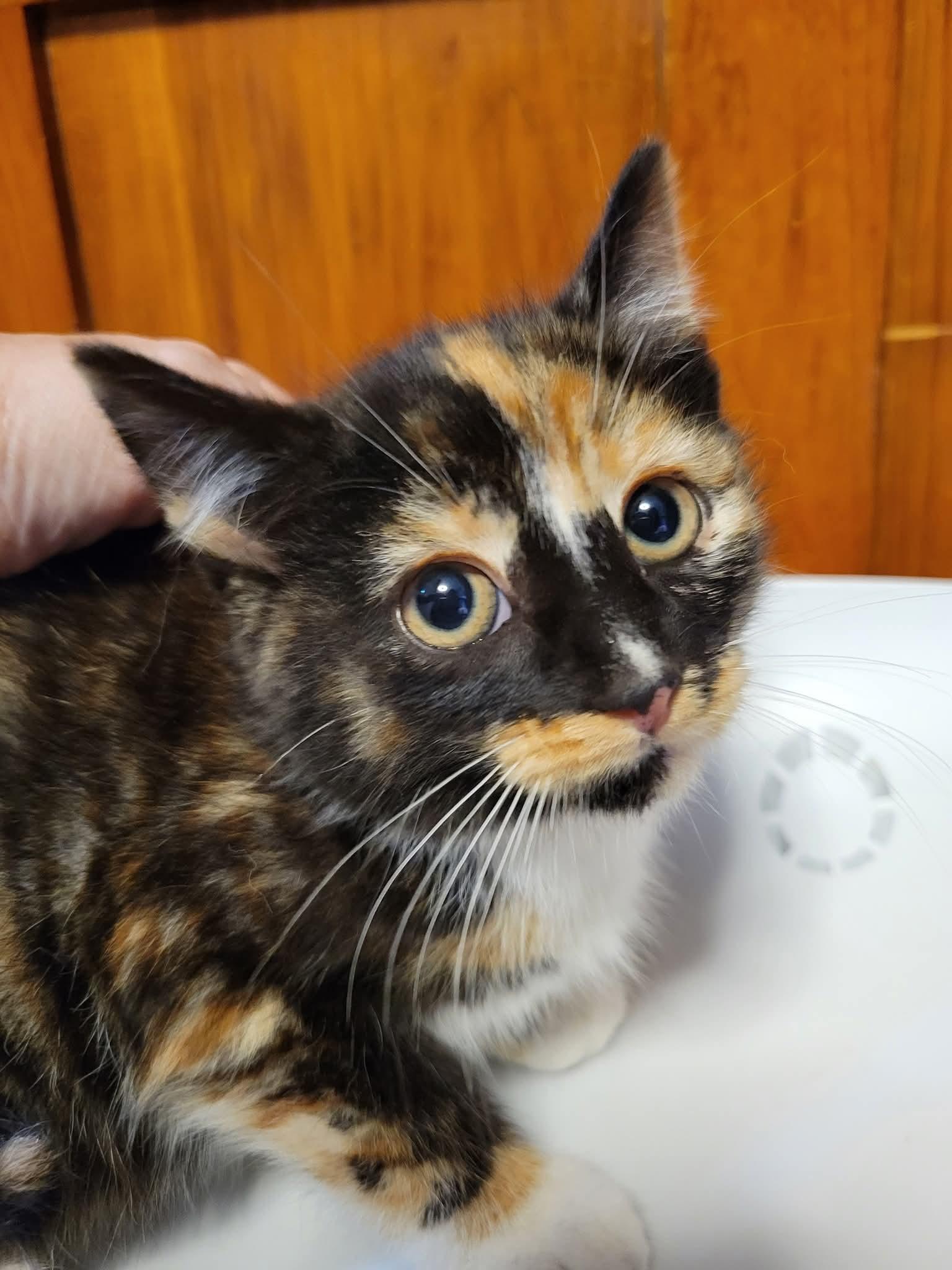 Enlarge Audrey Hepburn, a Adopted Domestic Short Hair in Dartmouth, NS image 4/6