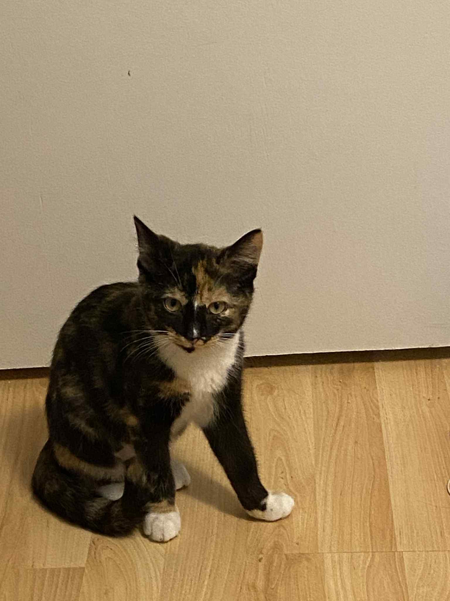 Enlarge Audrey Hepburn, a Adopted Domestic Short Hair in Dartmouth, NS image 5/6