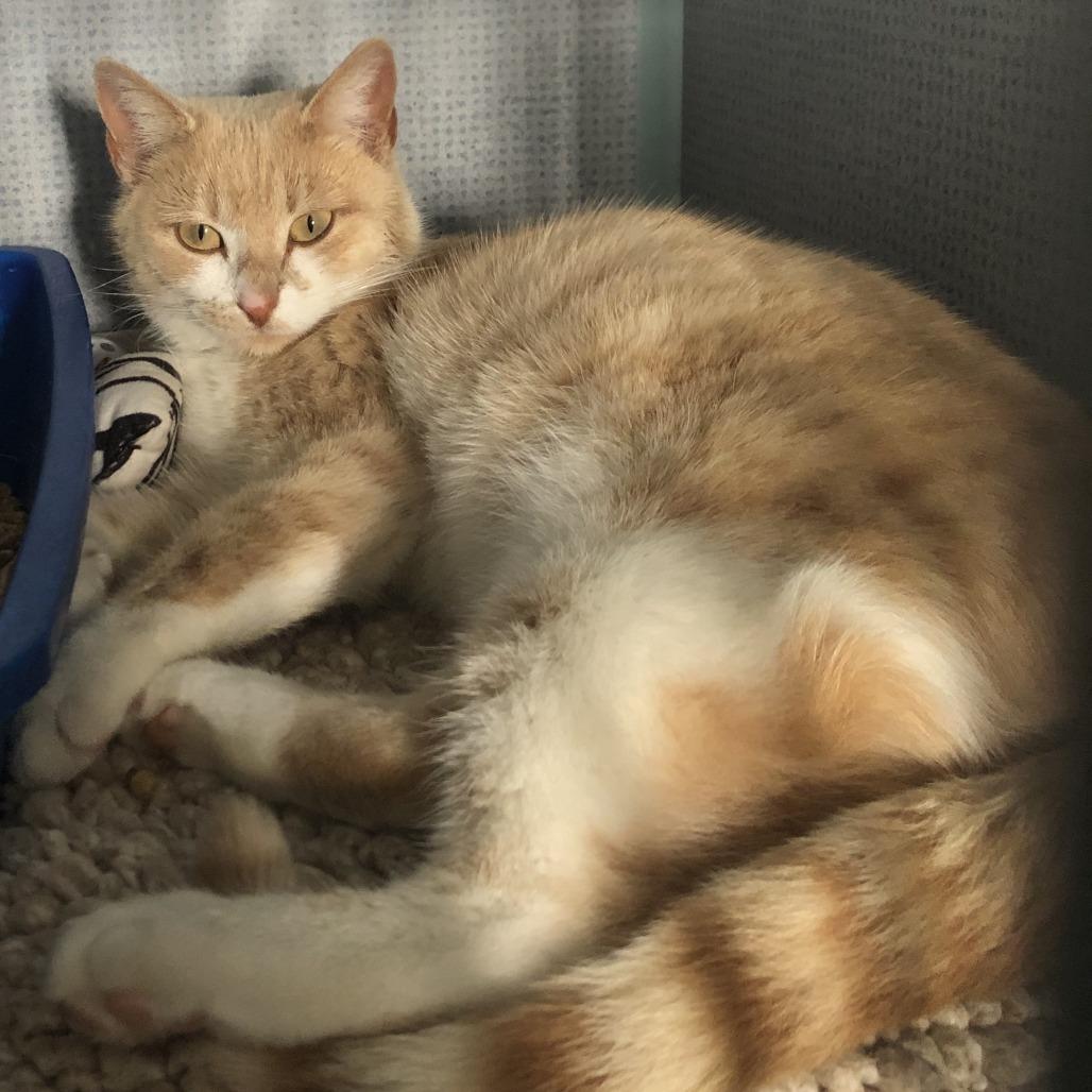 Cressida, Adoptable, Young Female Domestic Short Hair.