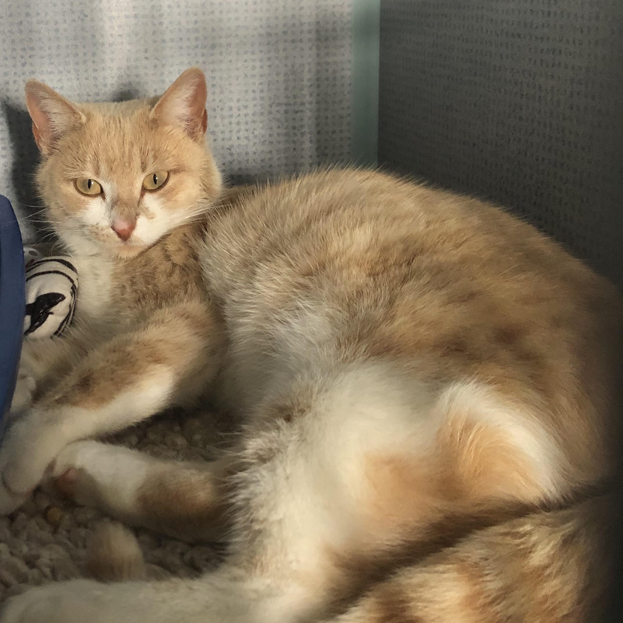 Enlarge Cressida, a Adoptable Domestic Short Hair in Russellville, KY image 1/1